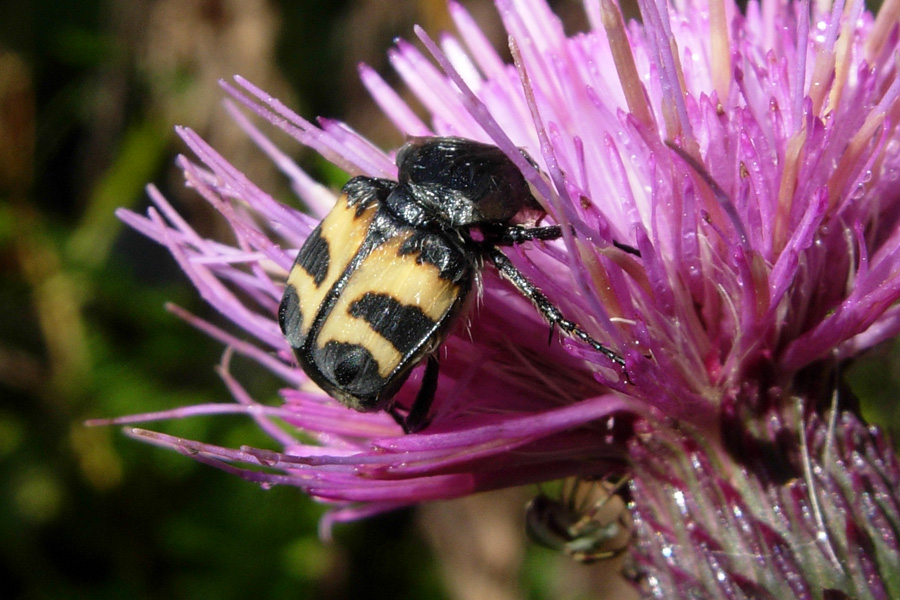 Trichius fasciatus